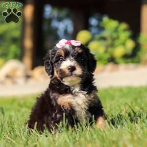 Nova, Mini Bernedoodle Puppy