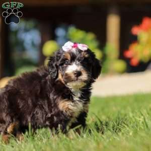 Nova, Mini Bernedoodle Puppy