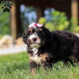 Nova, Mini Bernedoodle Puppy