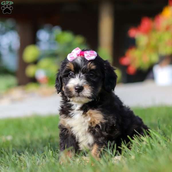 Nova, Mini Bernedoodle Puppy