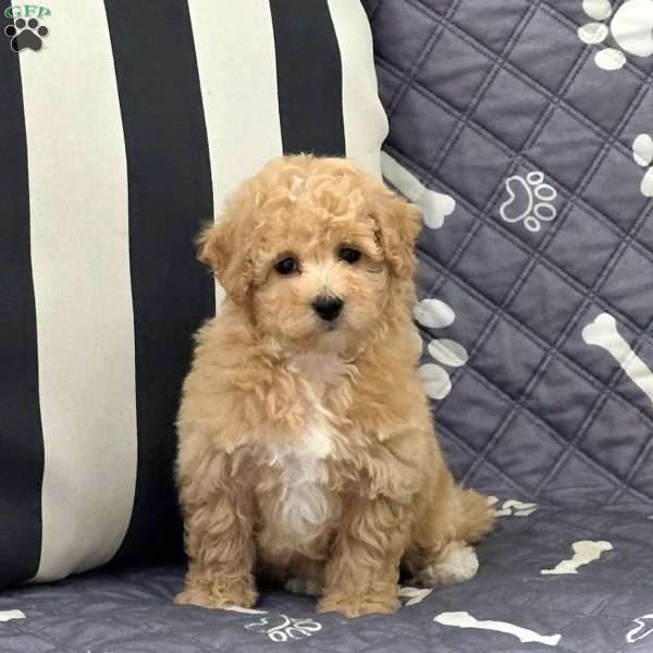 Nova, Bich-Poo Puppy