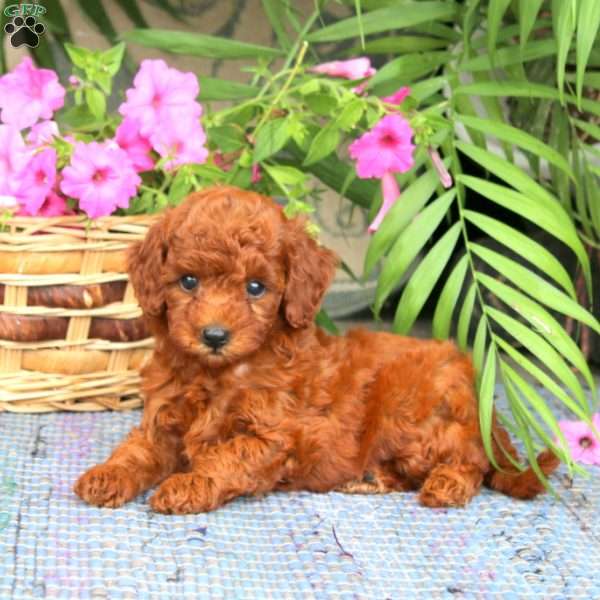 Nova, Toy Poodle Puppy