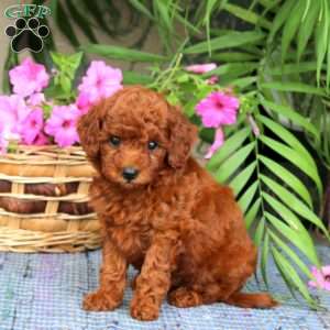 Nova, Toy Poodle Puppy