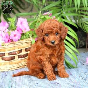 Nova, Toy Poodle Puppy