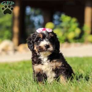Nova, Mini Bernedoodle Puppy