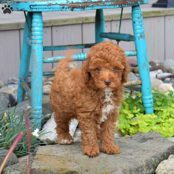 Nugget, Miniature Poodle Puppy