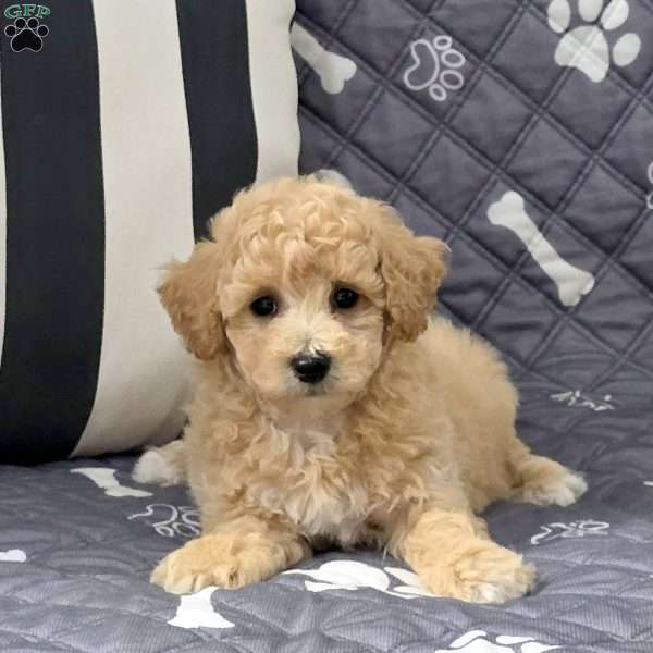 Nugget, Bich-Poo Puppy