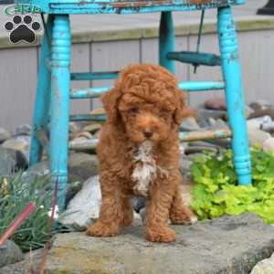 Nugget, Miniature Poodle Puppy