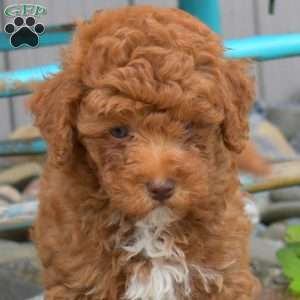 Nugget, Miniature Poodle Puppy