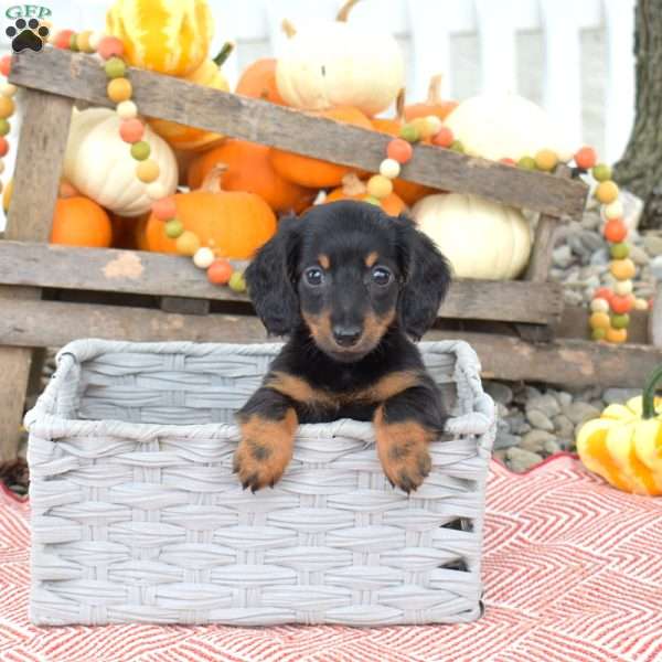 Nutella – Mini, Dachshund Puppy