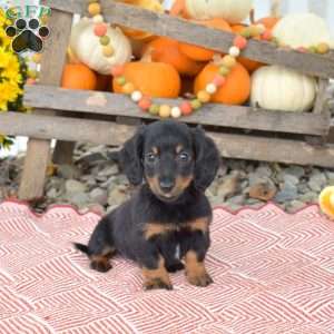 Nutella – Mini, Dachshund Puppy