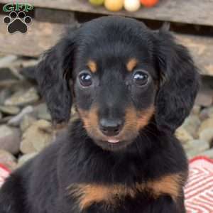 Nutella – Mini, Dachshund Puppy