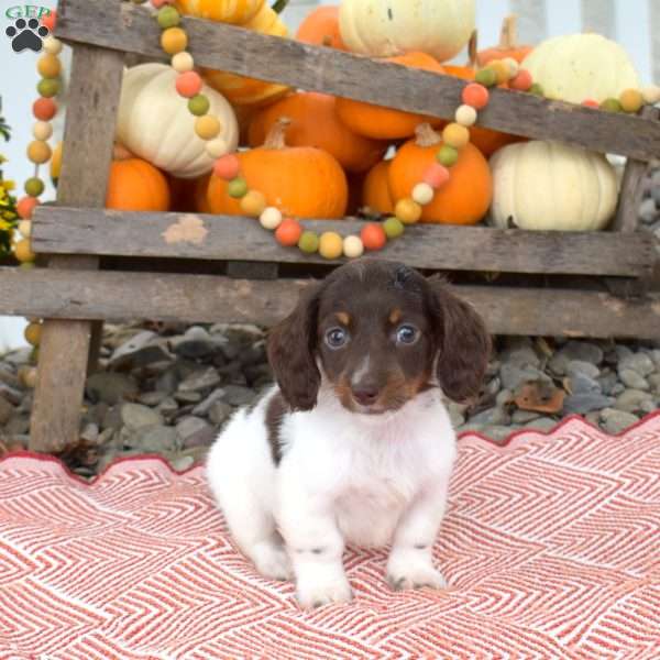 Nutmeg – Mini, Dachshund Puppy