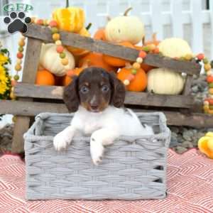 Nutmeg – Mini, Dachshund Puppy