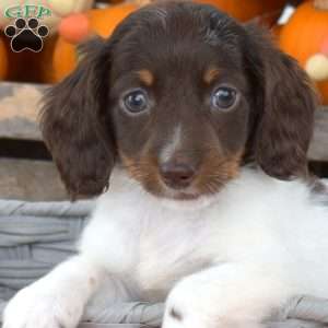 Nutmeg – Mini, Dachshund Puppy