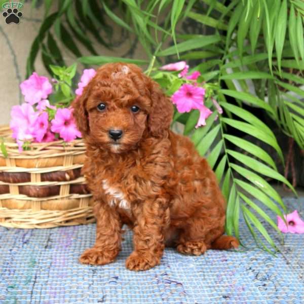 Nutmeg, Toy Poodle Puppy