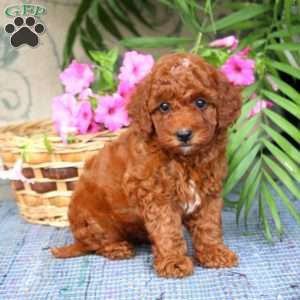Nutmeg, Toy Poodle Puppy