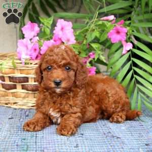 Nutmeg, Toy Poodle Puppy