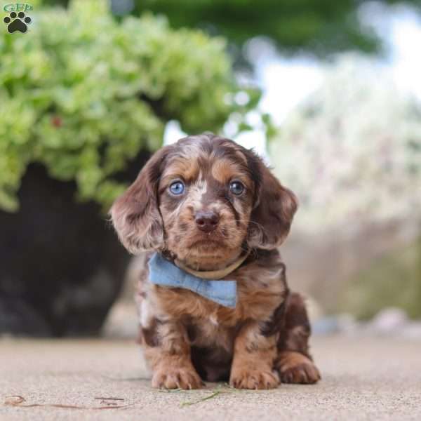 Oak, Dachshund Puppy