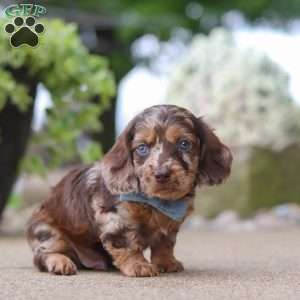 Oak, Dachshund Puppy