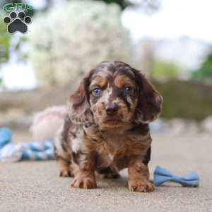 Oak, Dachshund Puppy