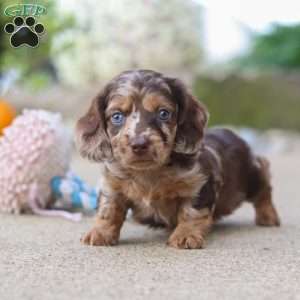 Oak, Dachshund Puppy