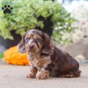 Oak, Dachshund Puppy
