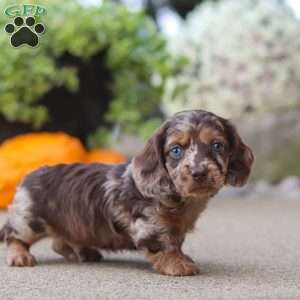 Oak, Dachshund Puppy
