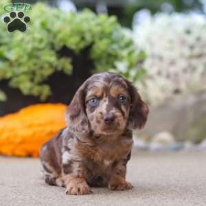 Oak, Dachshund Puppy