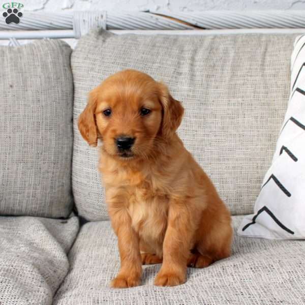 Oakley, Golden Retriever Puppy