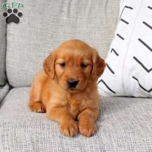 Oakley, Golden Retriever Puppy