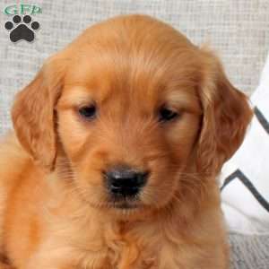 Oakley, Golden Retriever Puppy
