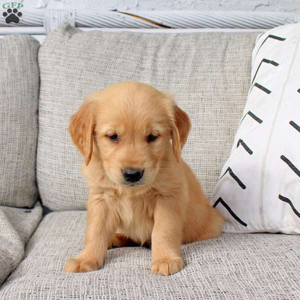 Ocean, Golden Retriever Puppy