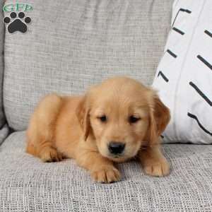 Ocean, Golden Retriever Puppy