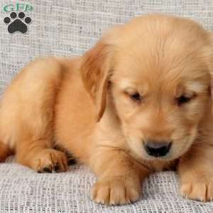 Ocean, Golden Retriever Puppy
