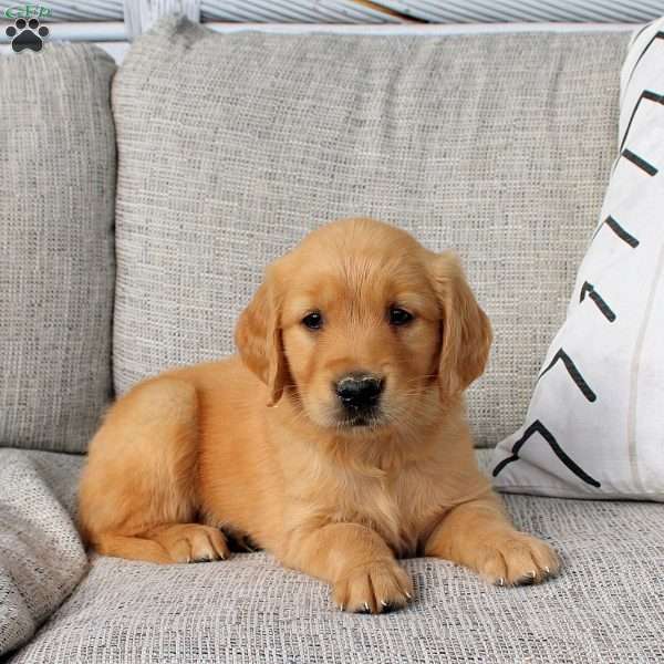 Octavia, Golden Retriever Puppy
