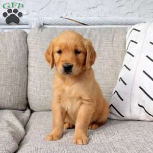 Octavia, Golden Retriever Puppy