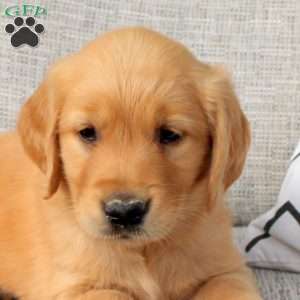 Octavia, Golden Retriever Puppy