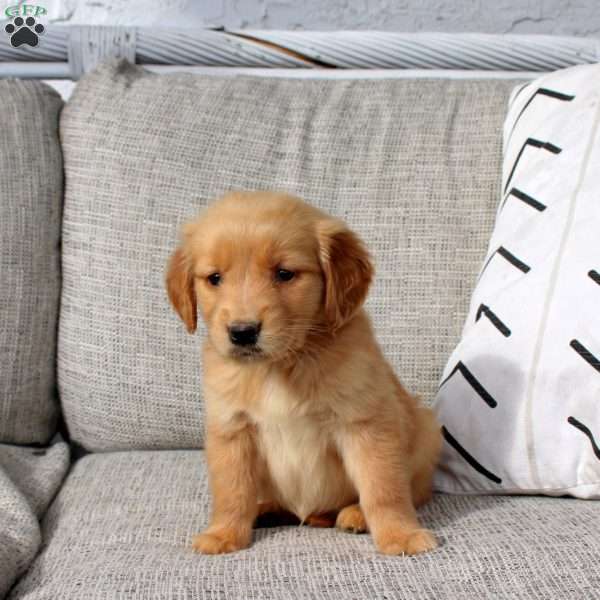Odell, Golden Retriever Puppy