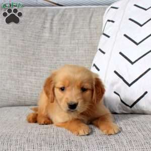 Odell, Golden Retriever Puppy