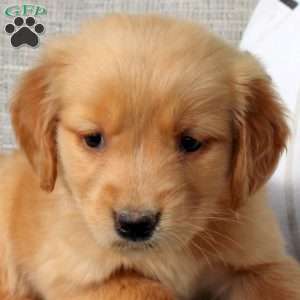 Odell, Golden Retriever Puppy