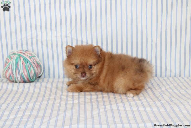 Olive (Pomeranian, Female) in Gap, PA