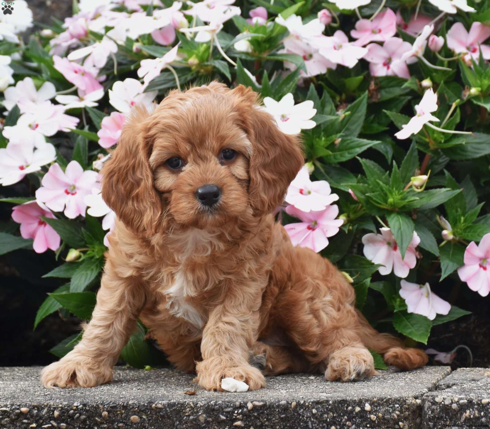 Oliver (Cavapoo, Male) in Fredericksburg, OH