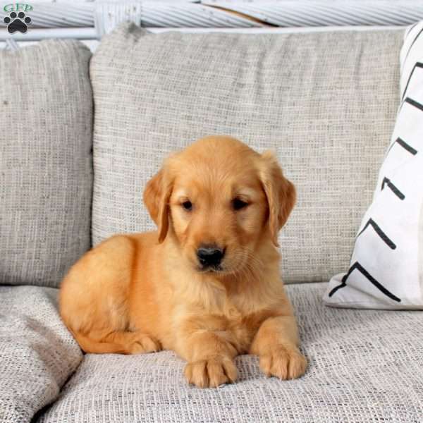 Olivia, Golden Retriever Puppy