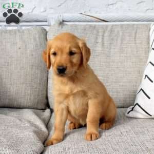 Olivia, Golden Retriever Puppy