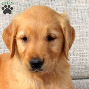 Olivia, Golden Retriever Puppy