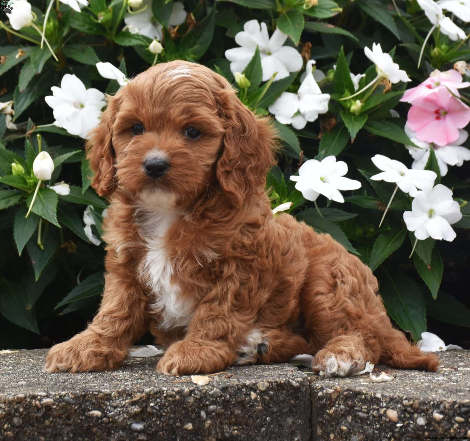 Ollie (Cavapoo, Male) in Fredericksburg, OH