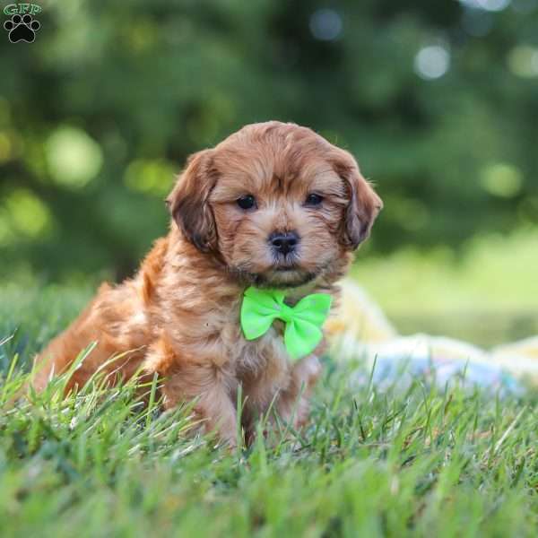 Ollie, Yorkie Poo Puppy