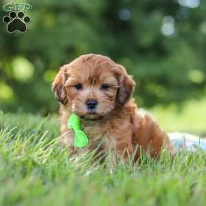 Ollie, Yorkie Poo Puppy