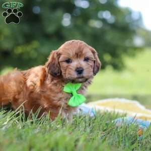 Ollie, Yorkie Poo Puppy